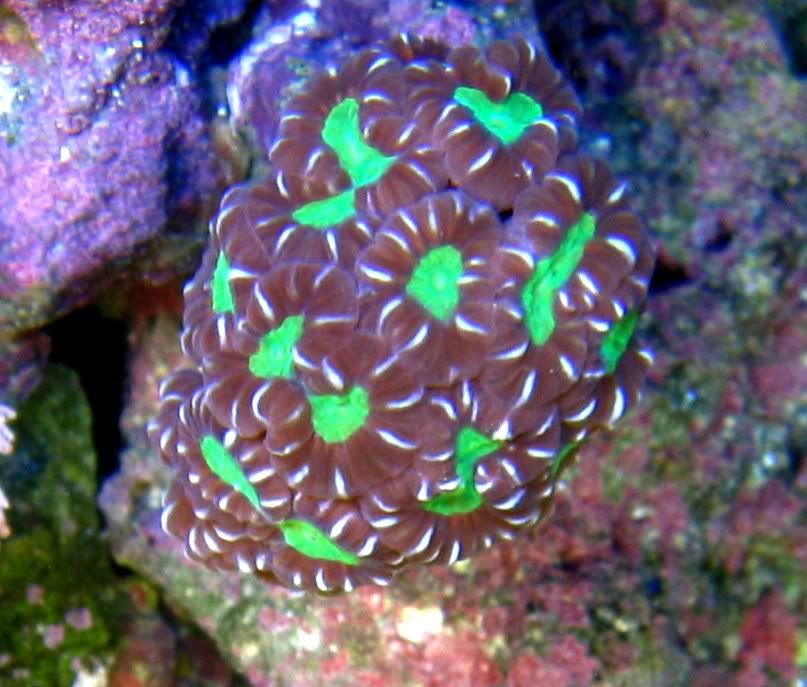 Candy Cane Coral Growing Skelton Help Reef Central Online Community